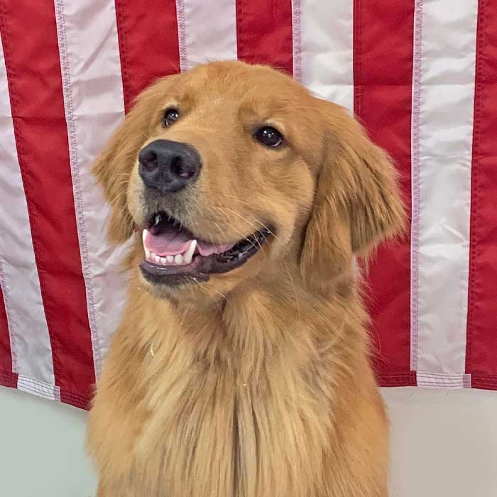 Golden Paws Assistance Dogs Cadet — Lincoln