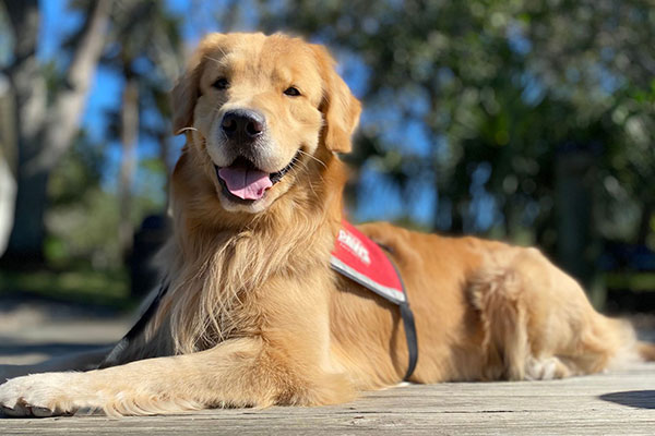 Golden PAWS Assistance Dogs Cadet, Jay | Skilled Service Dogs