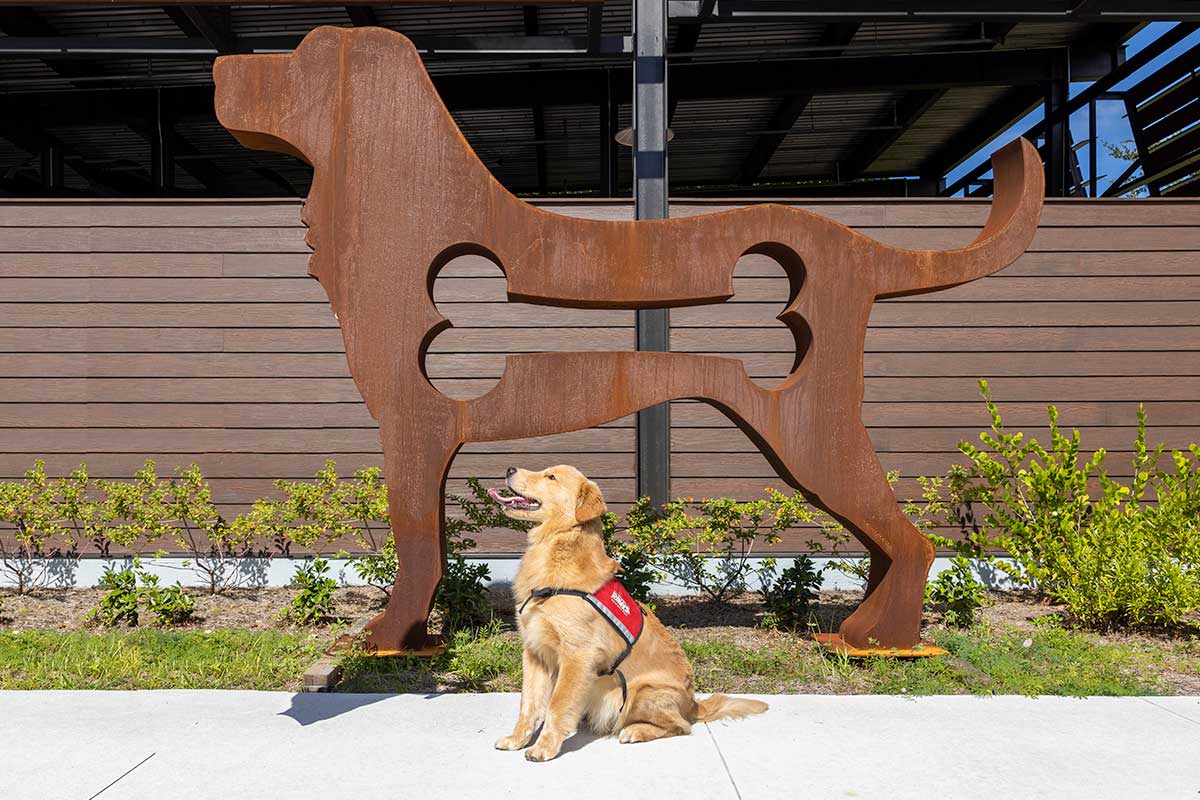 Golden PAWS Cadet Puppy posing with Dr. Kandel donated sculpture at our Naples, Florida campus