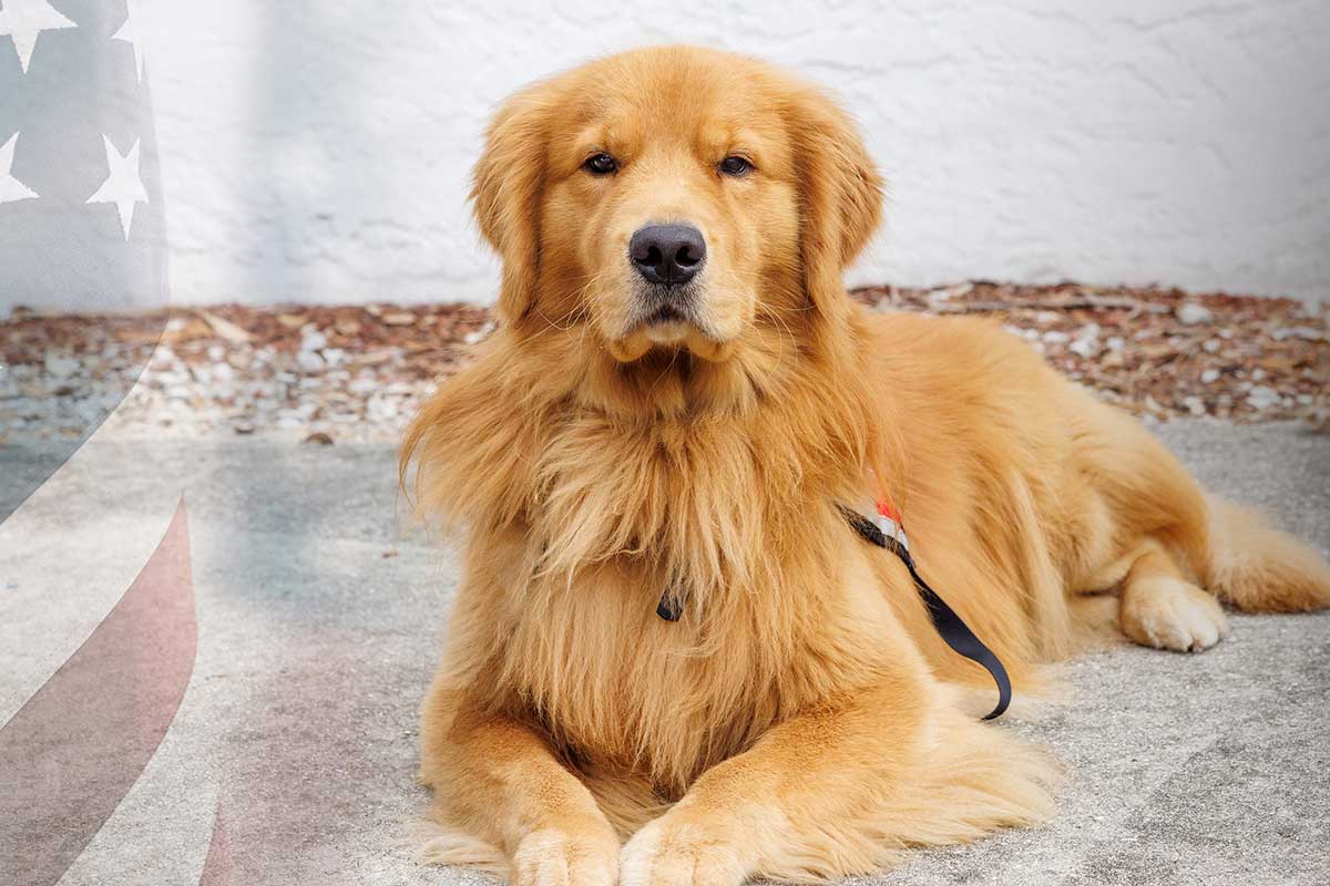 Golden PAWS golden retriever service dog