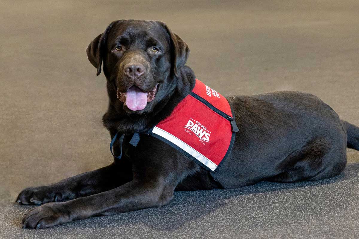 Golden PAWS labrador cadet, Chunk | Skilled Assistance Dogs